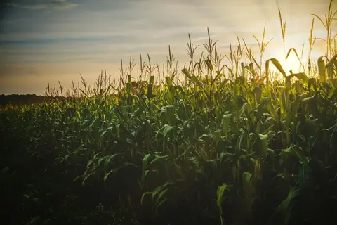 Agricultural crop field